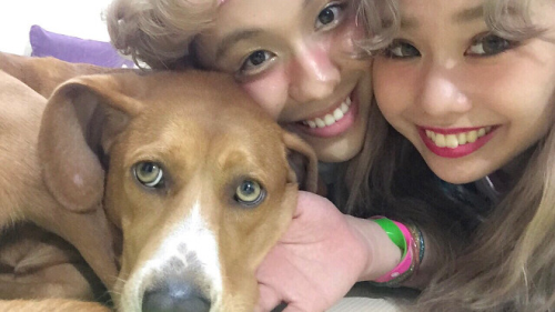 りゅうちぇるとぺこ、犬?